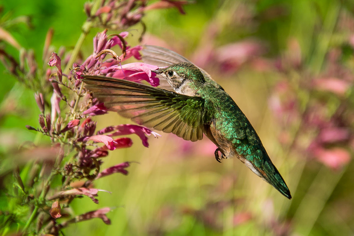 hummingbird in Utah